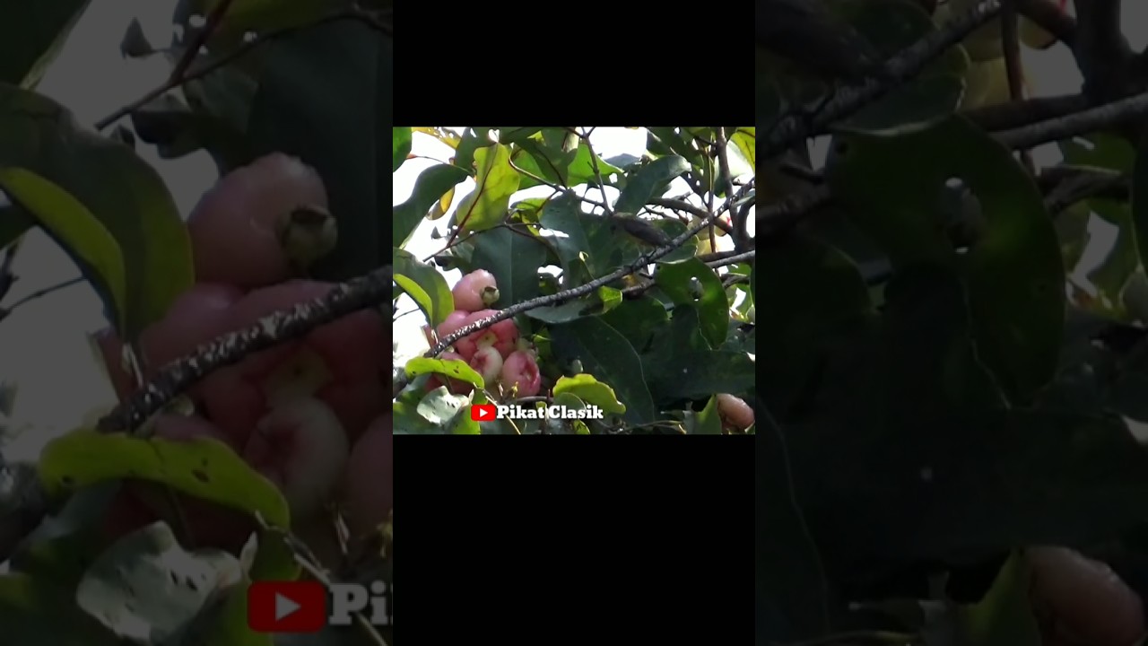 burung cabe-cabe