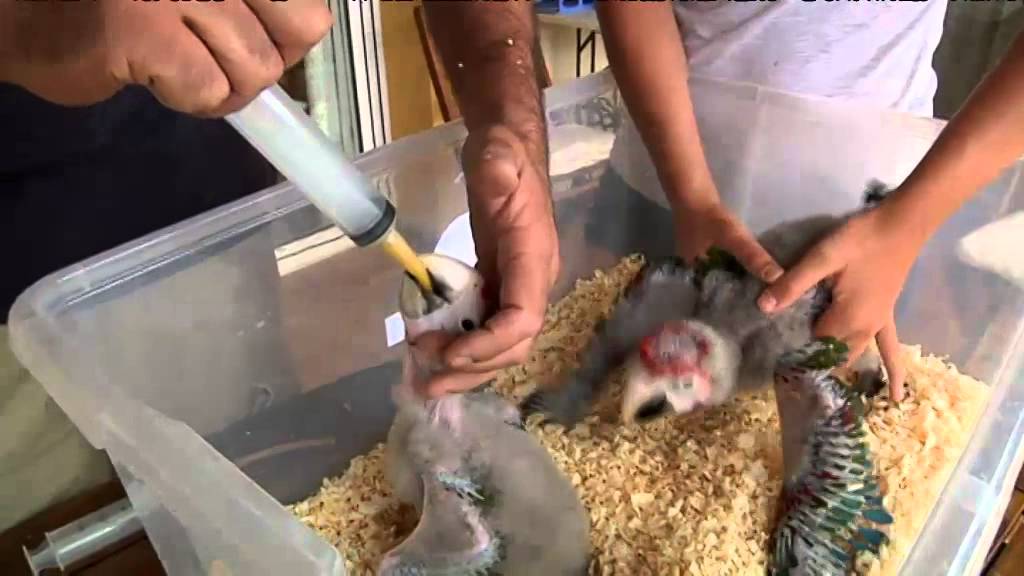 TV3 - Veterinaris - Veterinaris - capítol 104