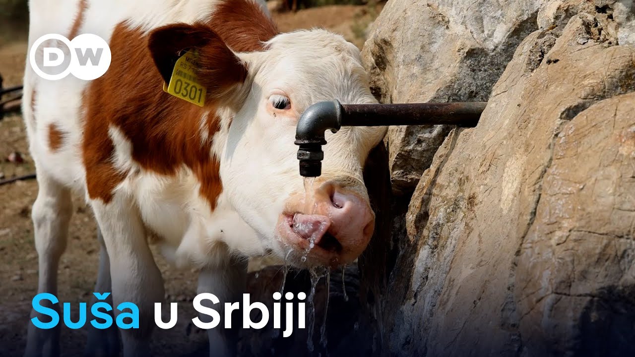 Suša na Suvoj planini ubija goveda