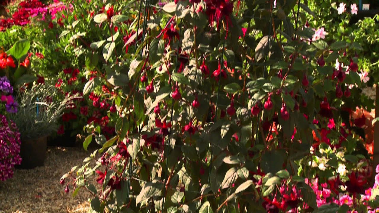 Fuchsia Lady in Black