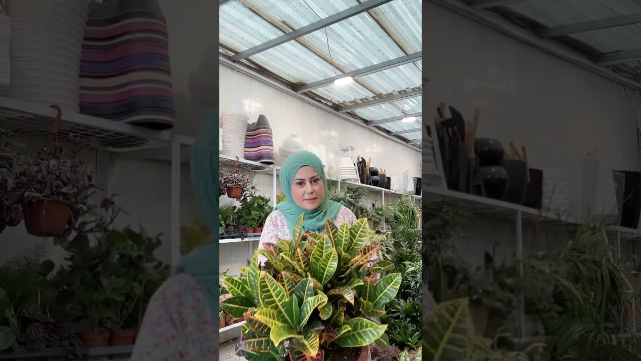 شوێنی ئەم ڕووەکانە مەگۆرە
