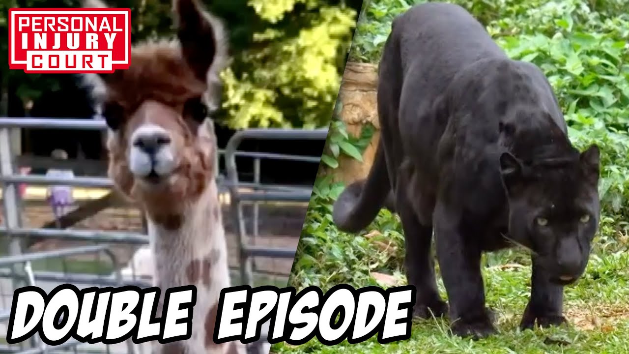 Flesh-Hungry & Violent Beasts - Or Are They? | Double Episode | Personal Injury Court