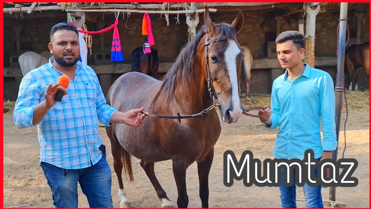 Mumtaz, Pregnant Sindhi Mare at Towerwala Stud Farm Naswadi Gujarat