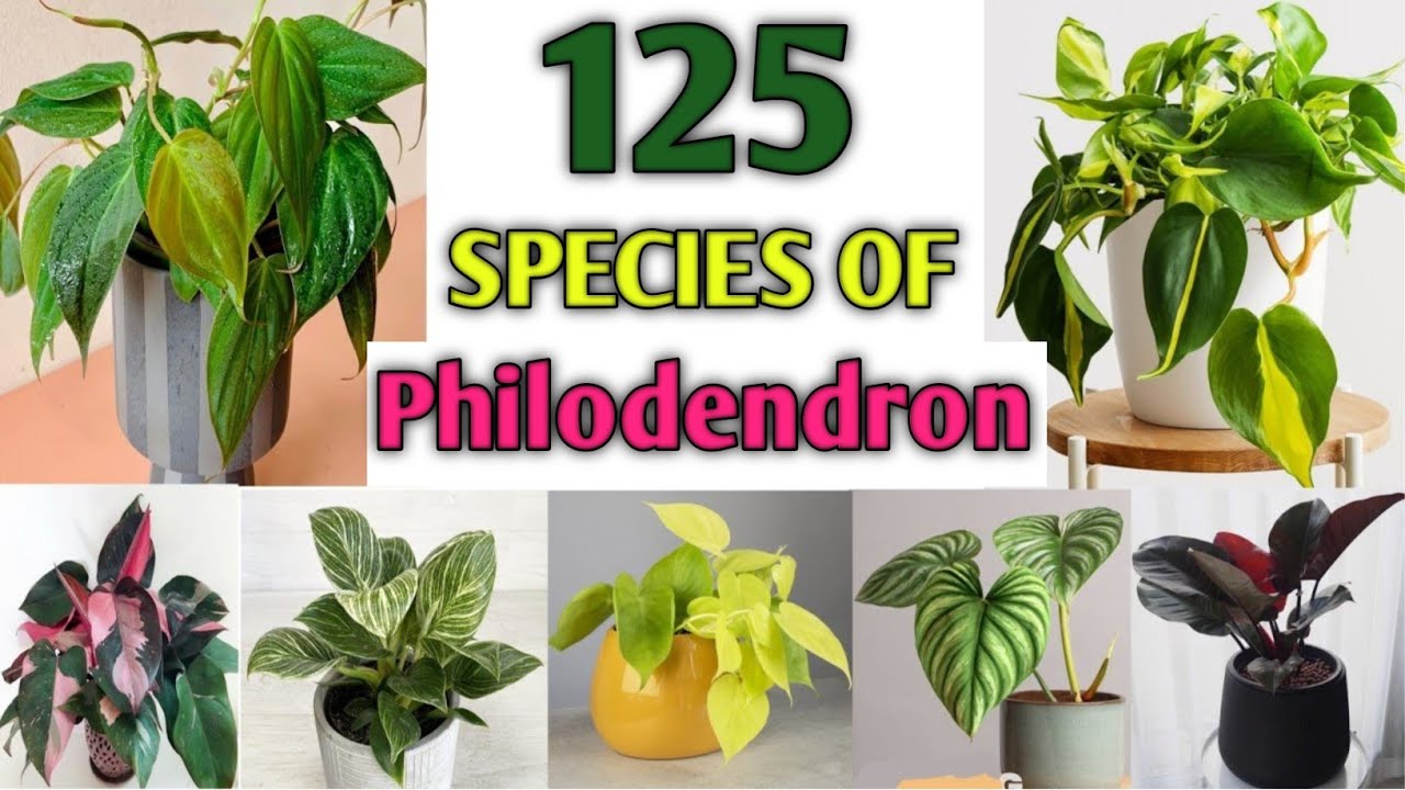 125 Philodendron Plant Species | Philodendron Plant Varieties with Names | Plant and Planting
