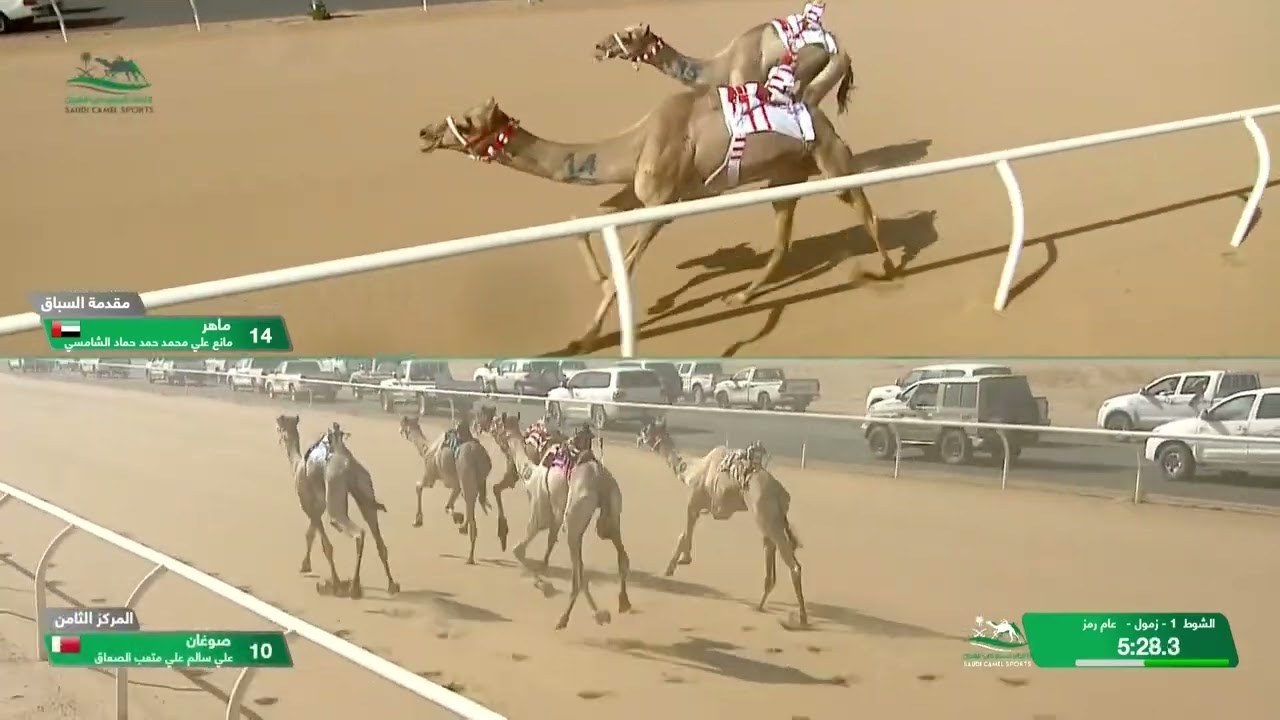 الشوط 1 كأس زمول مفتوح مساء يوم السبت 5-10-2024 من #كأس_الاتحاد_السعودي_للهجن