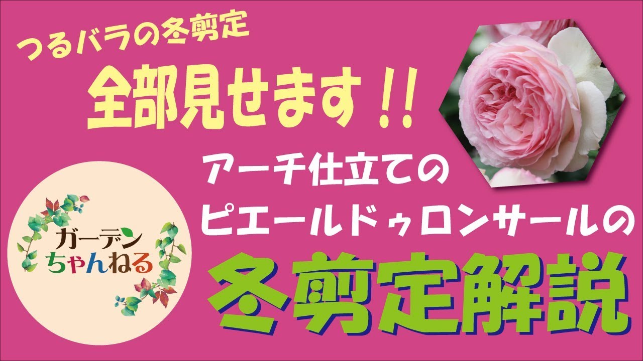 つるバラの冬剪定と誘引　ピエールドゥロンサールをアーチ仕立てにする