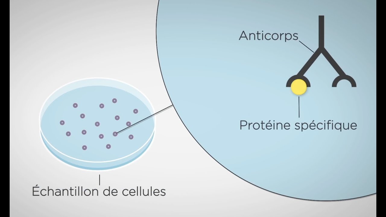 MOOC côté labo : Technique d’étude des protéines cellulaires : western blot : les principes