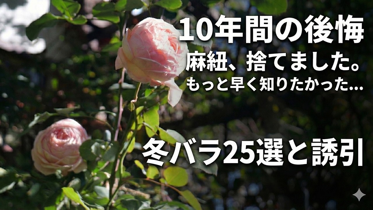 【タイパ重視】時間は金で買える！？122株のバラ誘引をワンオペで乗り切るための「生産性向上」アイテム導入。もっと早く使えばよかった…後悔と感動の冬バラ25選。2025年12月