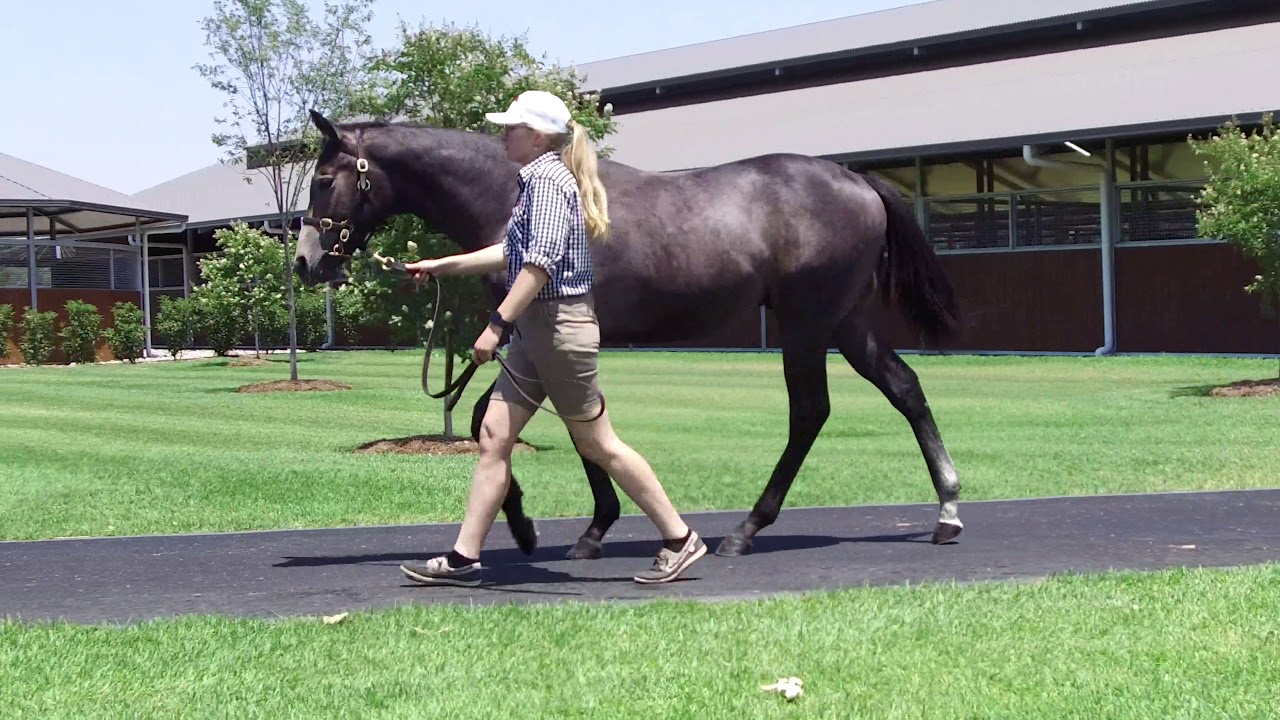 Magic Millions 2020 -  Lot 73 Not A Single Doubt x Albanilla