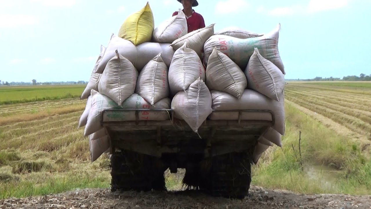 Xe kéo lúa chở quá khủng