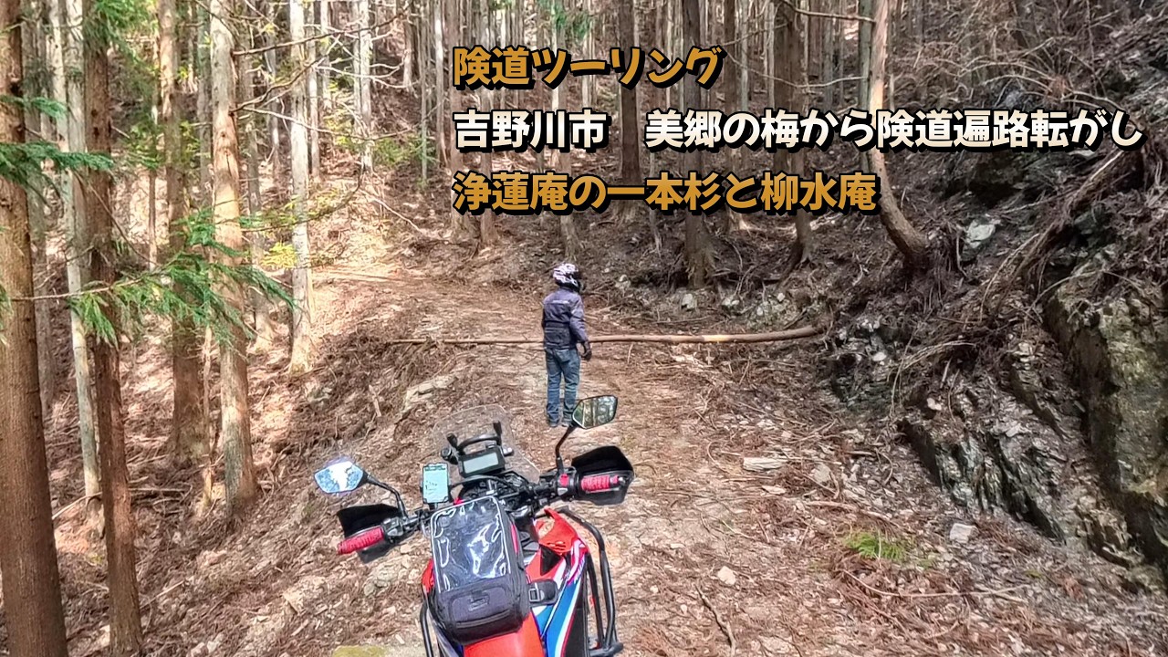険道ツーリング　吉野川市　美郷の梅から険道遍路転がし　浄蓮庵の一本杉と柳水庵