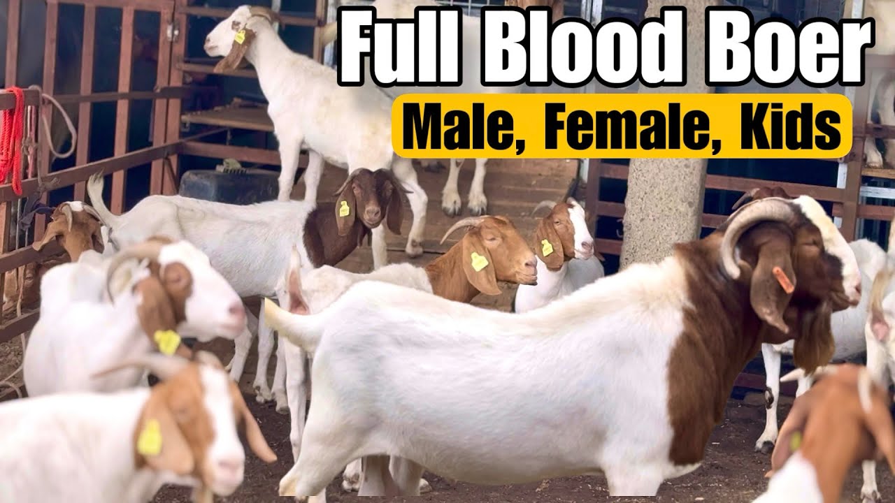 Choudhary Goat Farm x MD Genetics | Full Blood African Boer Goat, Females & Kids