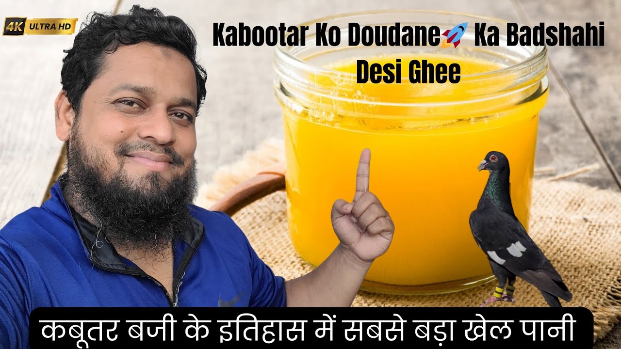 Sardi Me Kabootar Ko Tez Pargat Se Doudane Ka Desi Ghee ||@pigeonscarefactory5328