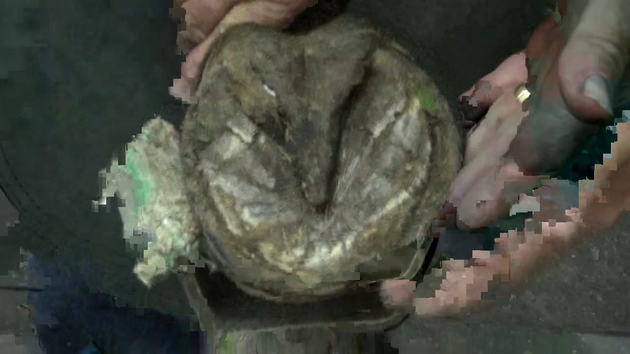 Trimming Annabelle's Hind Feet