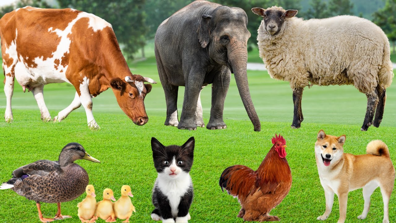 Cute Farm Animals: Lamb, Kitten, Puppy, Duckling, Pig, Cow, Horse, Chicken, Turtle &ndash; Explore Animals