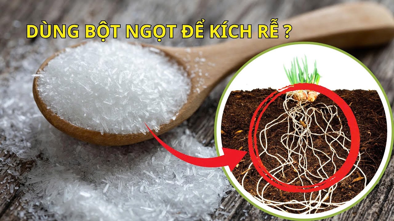 CNN| DÙNG BỘT NGỌT ĐỂ TƯỚI CHO CÂY -  KHẢ NĂNG KÍCH RỄ CÂY CỦA BỘT NGỌT