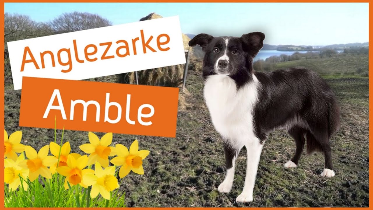 ANGLEZARKE Amble - Spring in all it's Majesty!