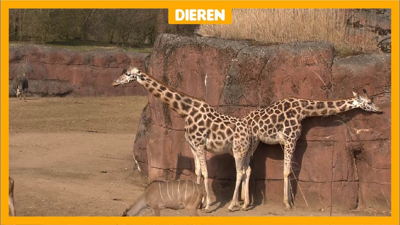 Verdriet om dood giraffe in dierentuin GaiaZOO