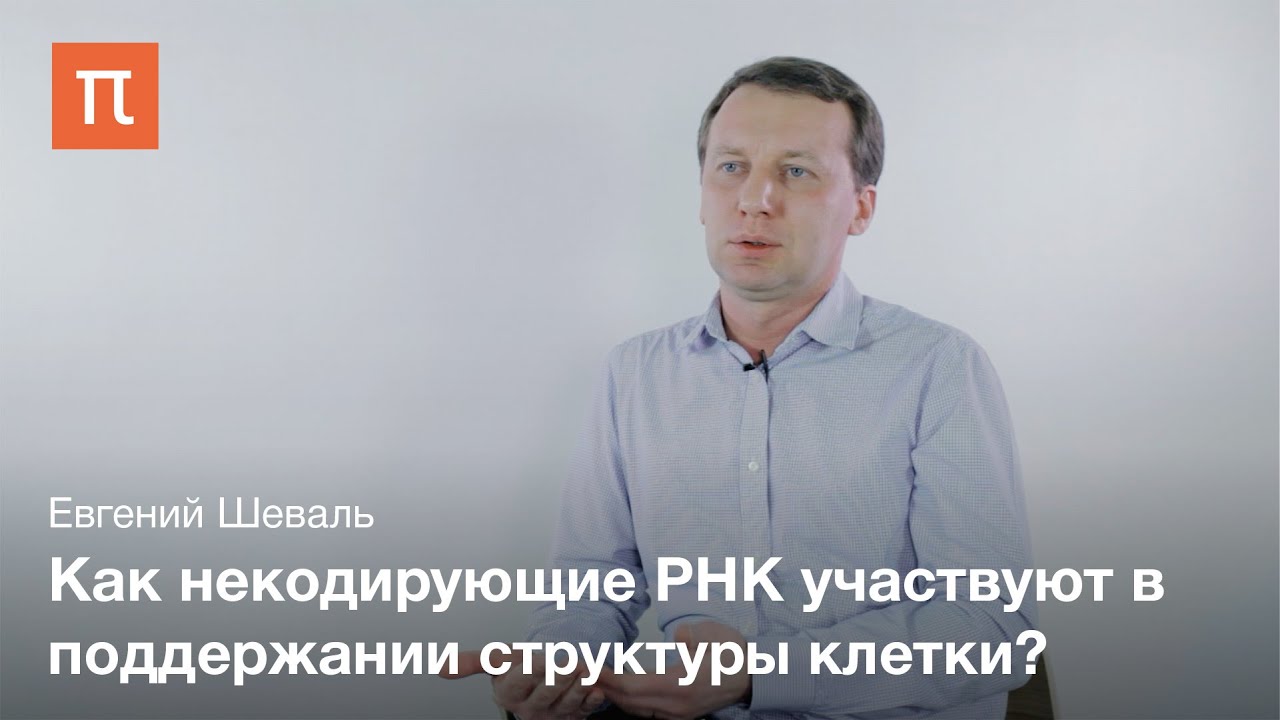 Структурная роль некодирующих РНК - Евгений Шеваль