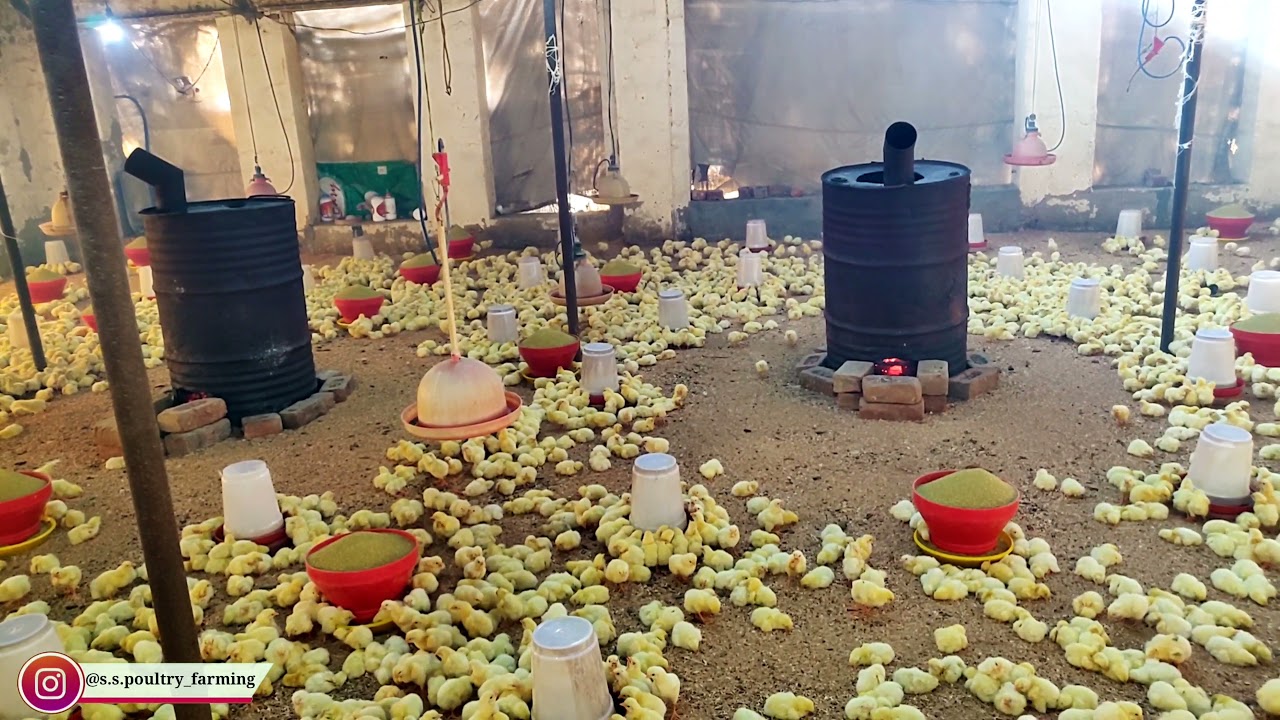 सर्दियों में ब्रायलर फार्म चूजे का पहला दिन#chicken#poultryfarm#chicks#meat#agriculture#youtube
