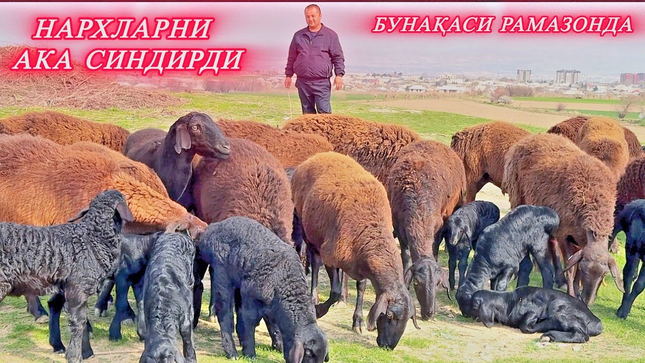 ШОШИЛИНГ БОЙ БЎЛИШГА ШУ ҚЎЙЛАРНИ  ОЛИШГА