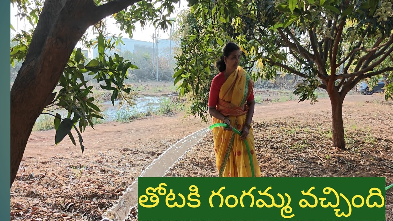 మా తోట కి నీళ్ళు # డాక్టర్ సునీత రామ్మోహన్ రెడ్డి # పూర్ణ కలశం #