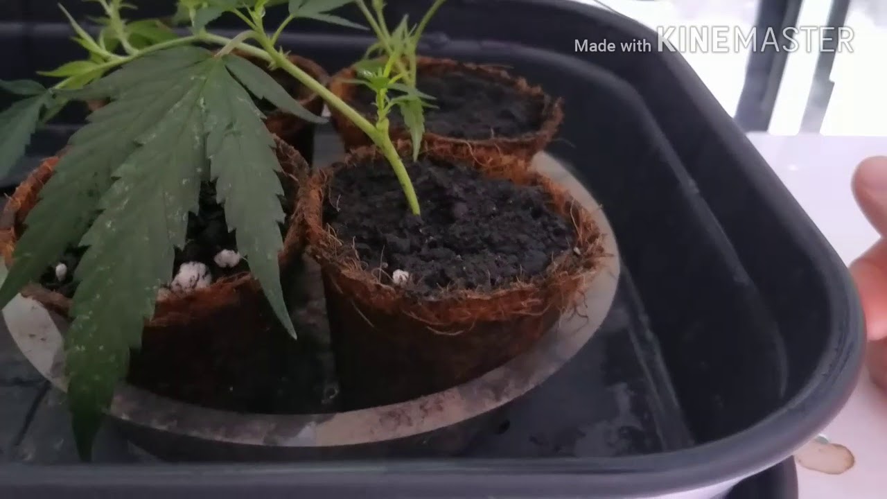 Noob Nugs' Autoflower and clone update 2/8/18. Popping seeds