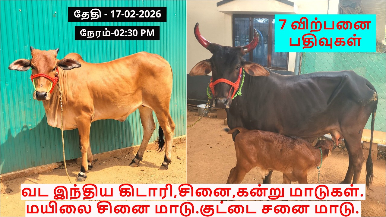 7-விற்பனை பதிவுகள்.வட இந்திய கிடாரி,சினை,கன்று மாடுகள்.மயிலை சினை மாடு.குட்டை சனை மாடு.