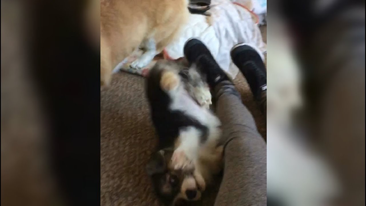 This Corgi Failed Really Hard