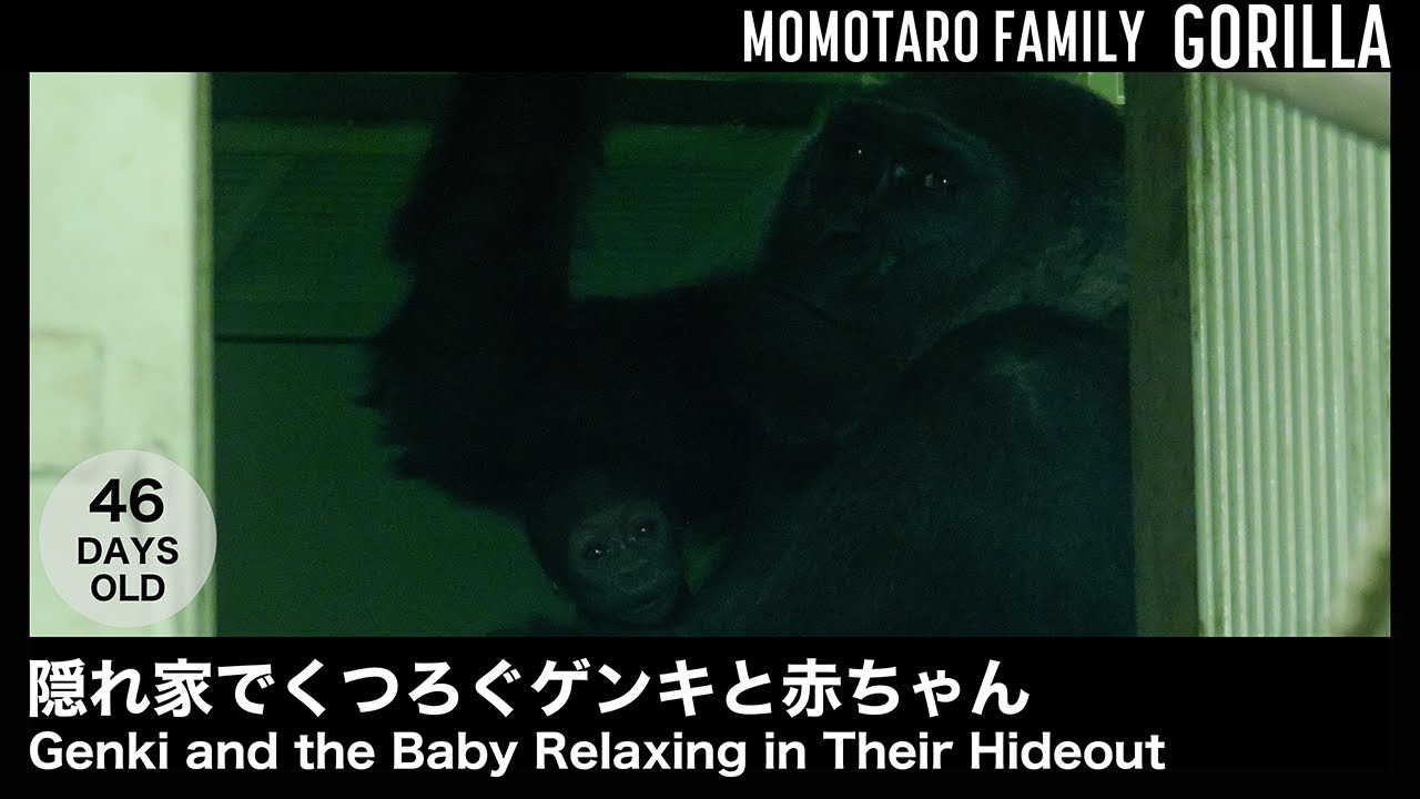 Гэнки и малыш отдыхают в своём укрытии – Весёлая семья горилл в Zoo Kyoto, Т. 54
