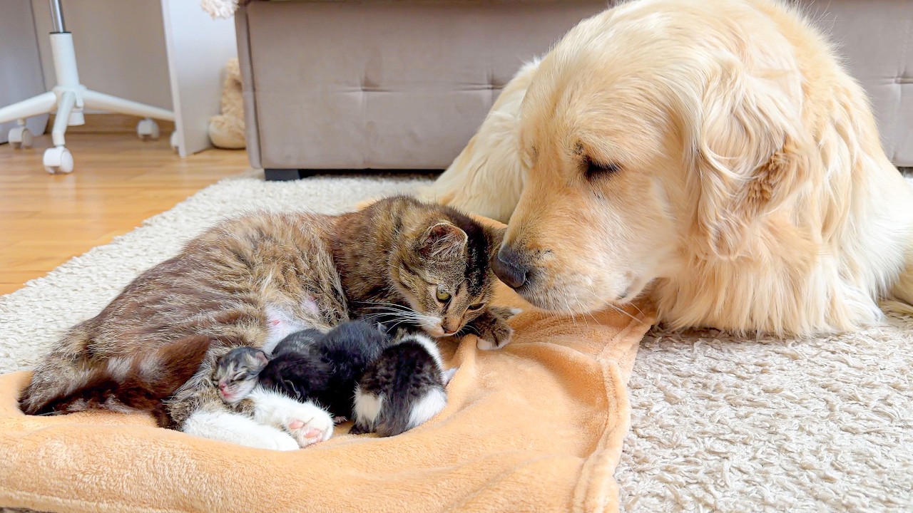 Mother Cat Introduces Her Newborn Kittens to the Golden Retriever Who Raised Her &mdash; Heartwarming!