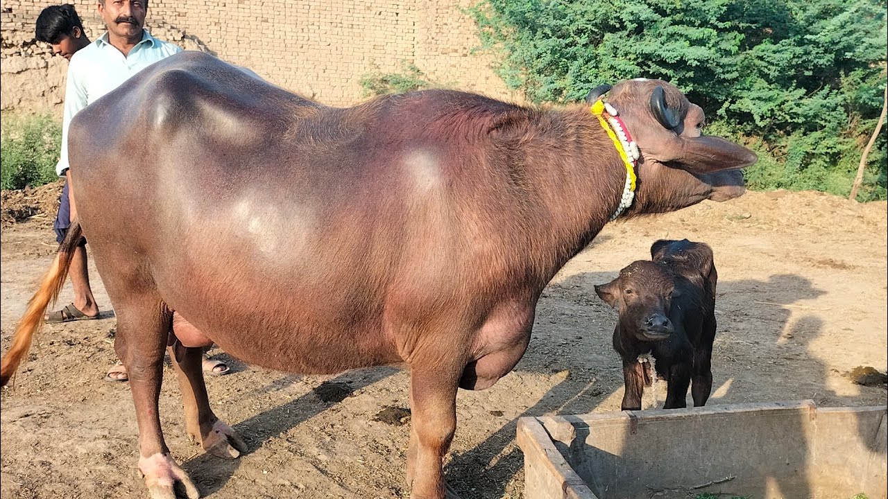 شاہدعلی بلوچ601گ ب|3عددٹاپ کلاس بھینسیں فروخت12اگست Pure Neli،Nili  Buffalo For Sale on Eitfaaq