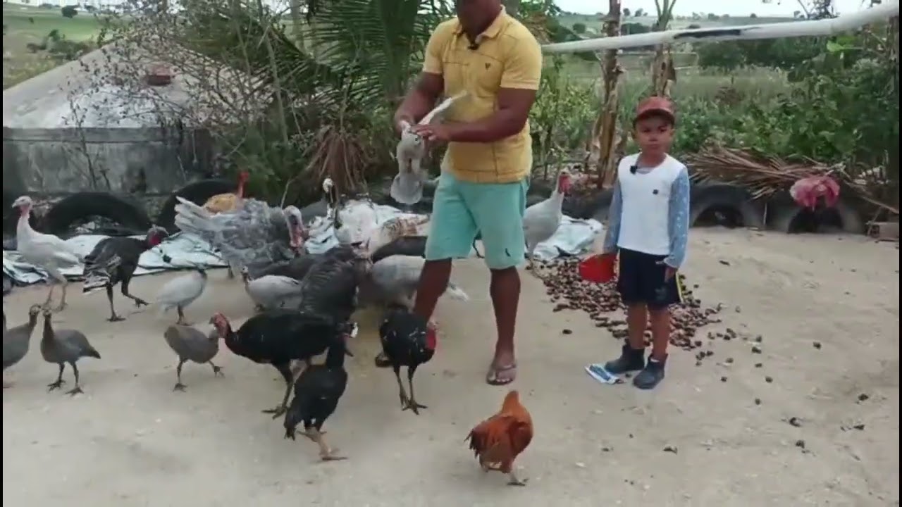 Dia a dia 