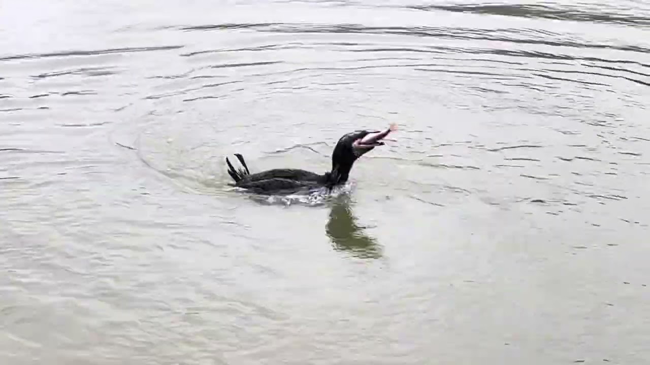 🐟魚鷹🦅抓魚🐟