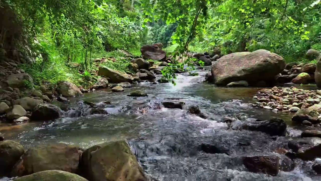 Relax Instantly & Drift to Sleep with Soft River Sounds in a Green Jungle
