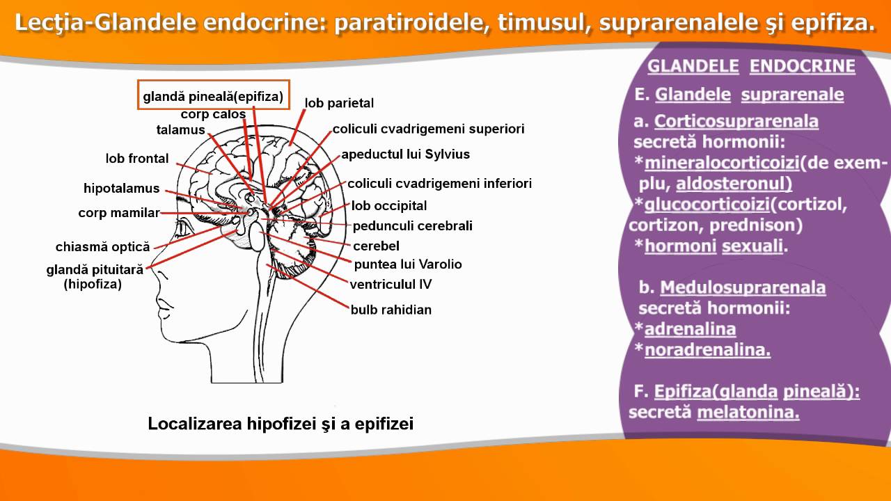 GLANDELE ENDOCRINE: PARATIROIDELE, TIMUSUL, SUPRARENALELE ȘI EPIFIZA. GLANDELE MIXTE.