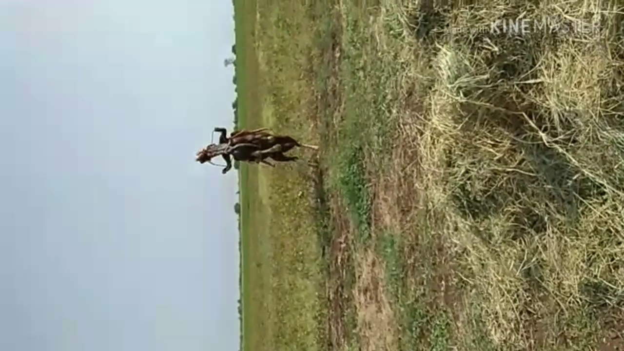 Kathiyavad horse