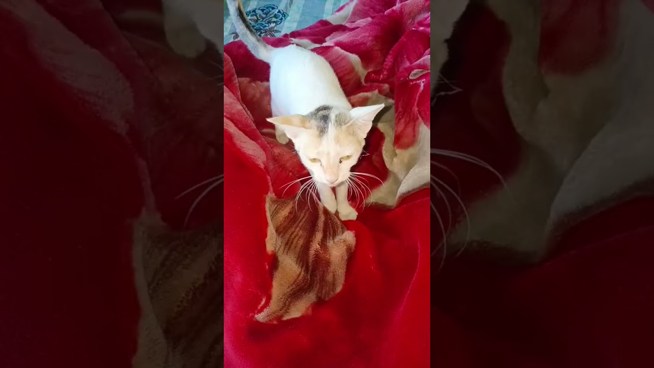 Why your cat sleep on top of everything 