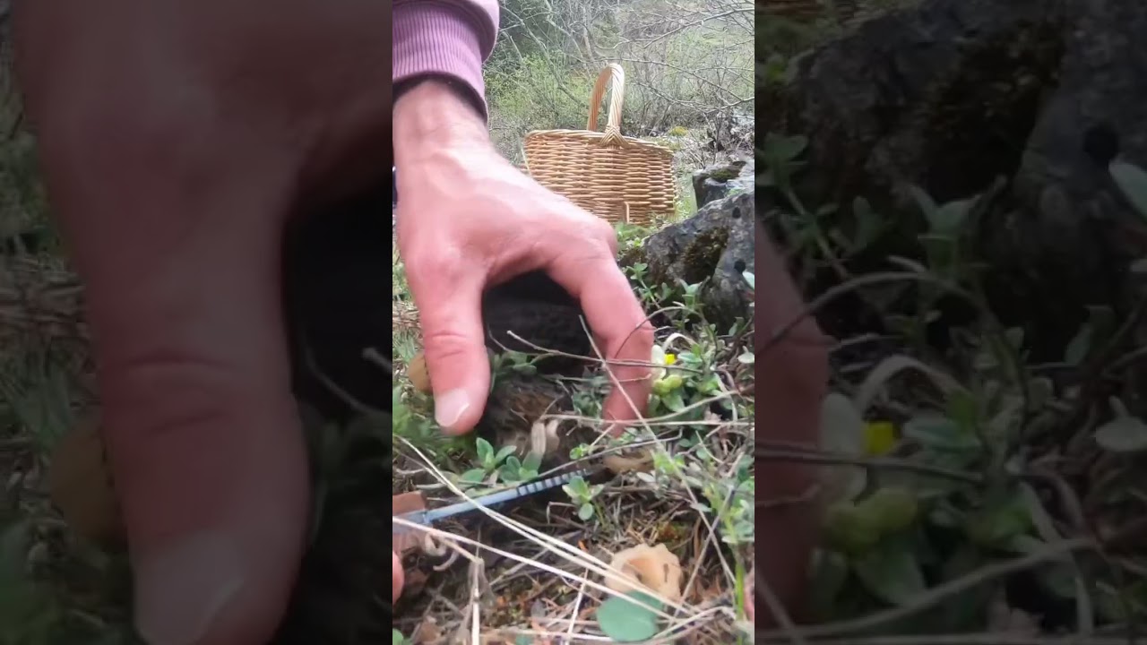 Les morilles 🤯#morille #r&eacute;colte #for&ecirc;t