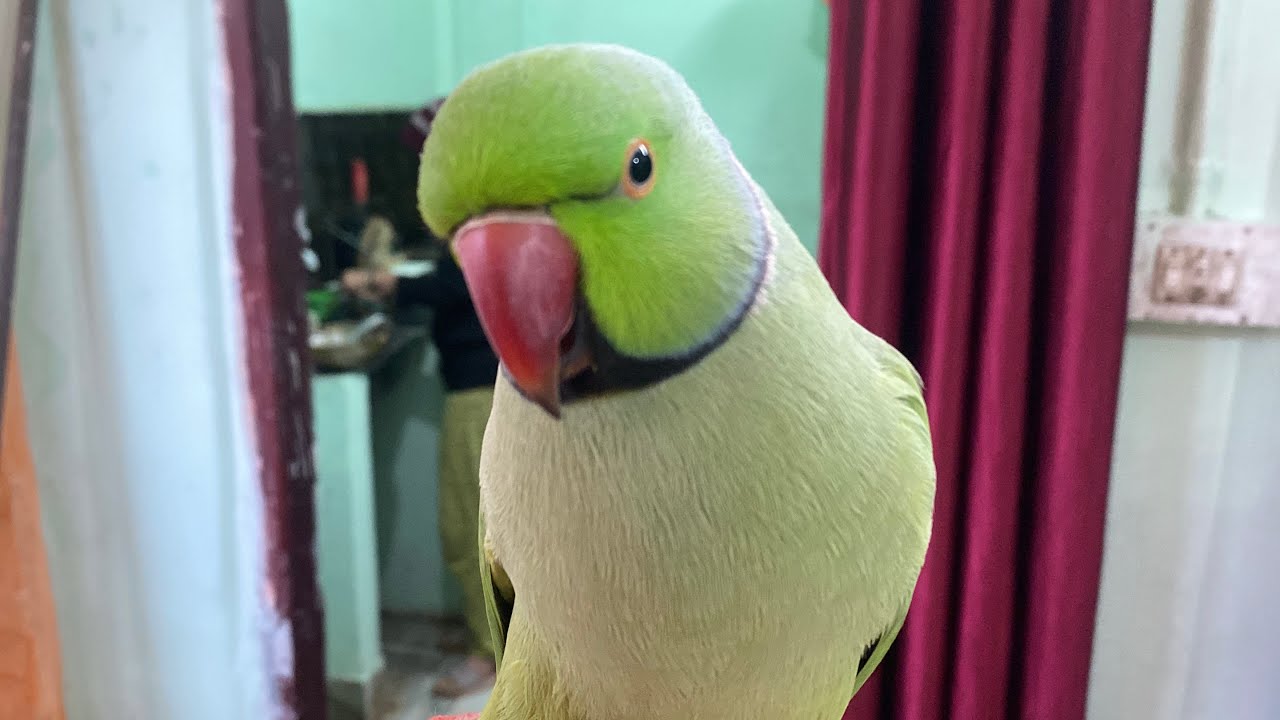 Mitthuwa the Parrot Explores the Kitchen | Adorable Video