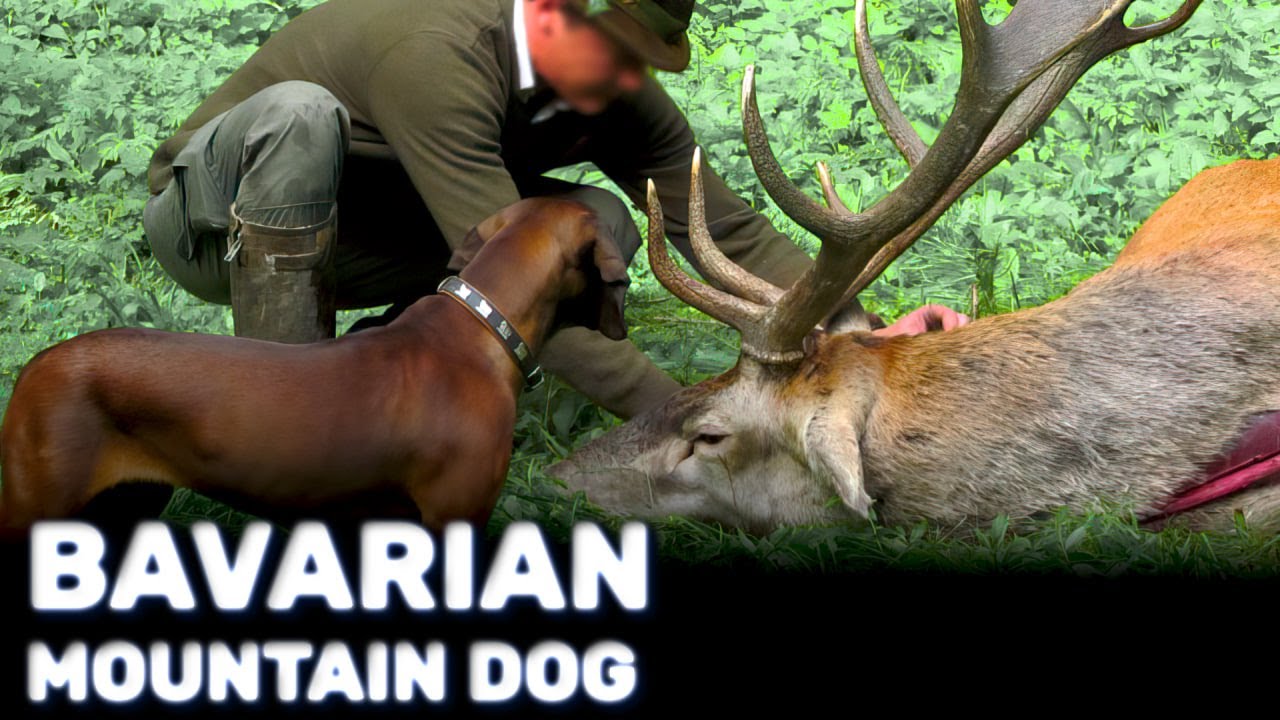 Bavarian Mountain Dog - Best Hunter | Characteristics