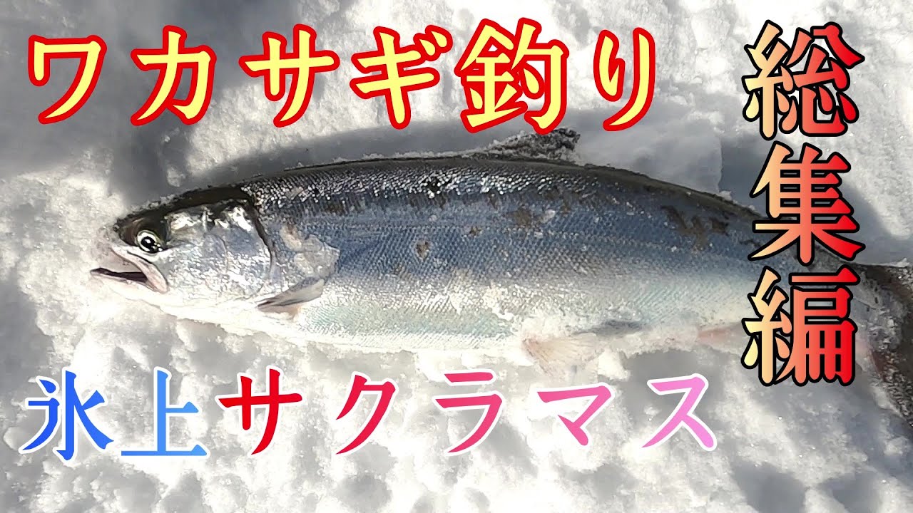 【ワカサギ釣り】札幌湖 桂沢湖 ポロト湖 氷上泳がせ釣りでサクラマスを狙う！２０２１総集編