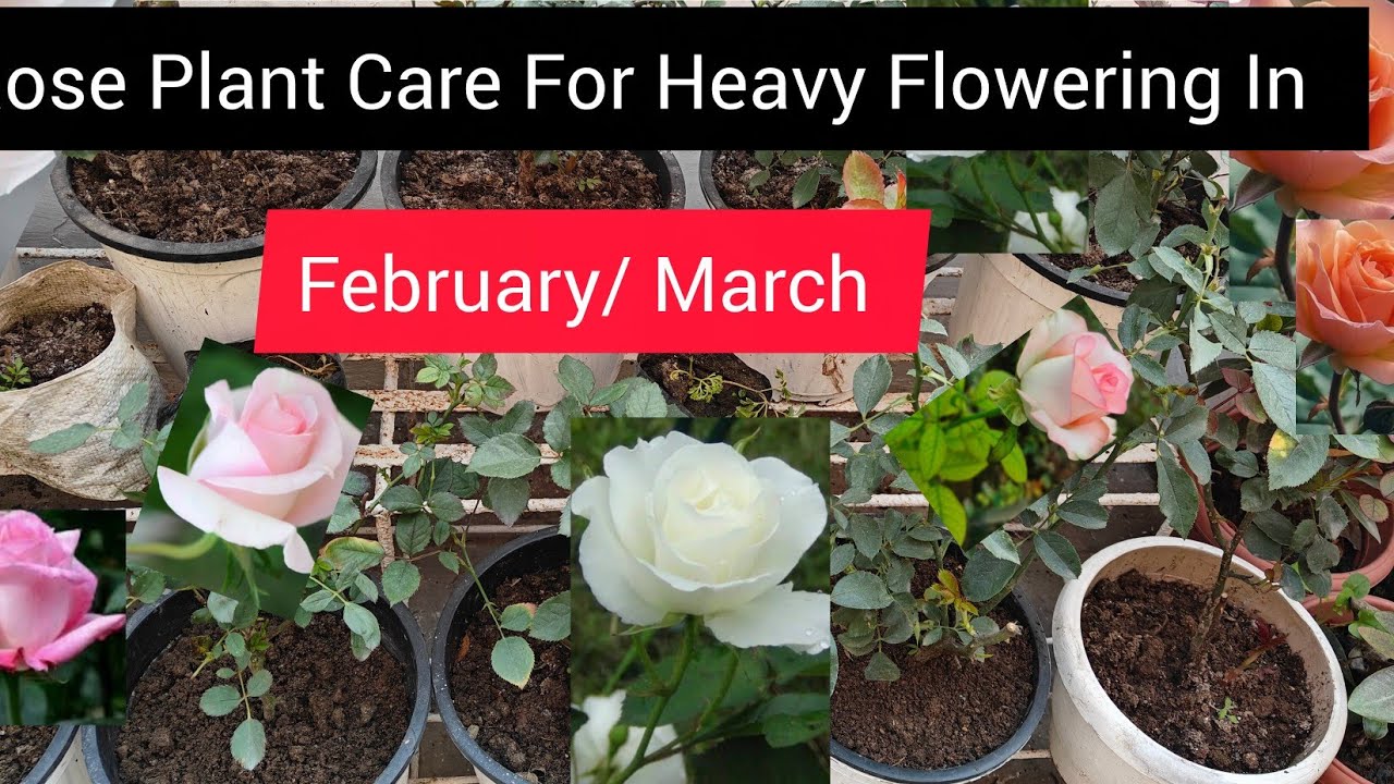 How to get more flowers in rose plant / गुलाब में ज्यादा फूल लेने के लिए पावरफुलऑर्गेनिक खाद डाले 