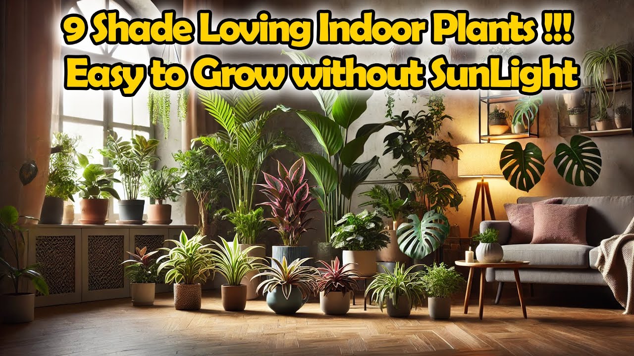 "9 Best Indoor Plants for Zero Sunlight Spaces"