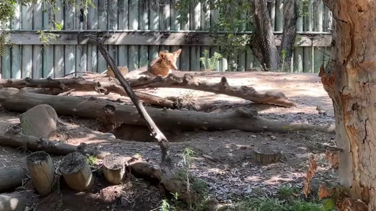 Red wolf from Fresno Chaffee Zoo gets released into wild