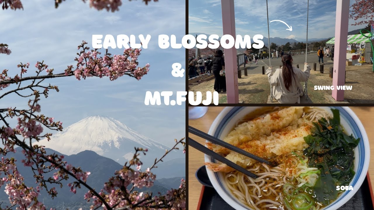 Early Blossoms in Japan | Quiet Morning with Mt. Fuji