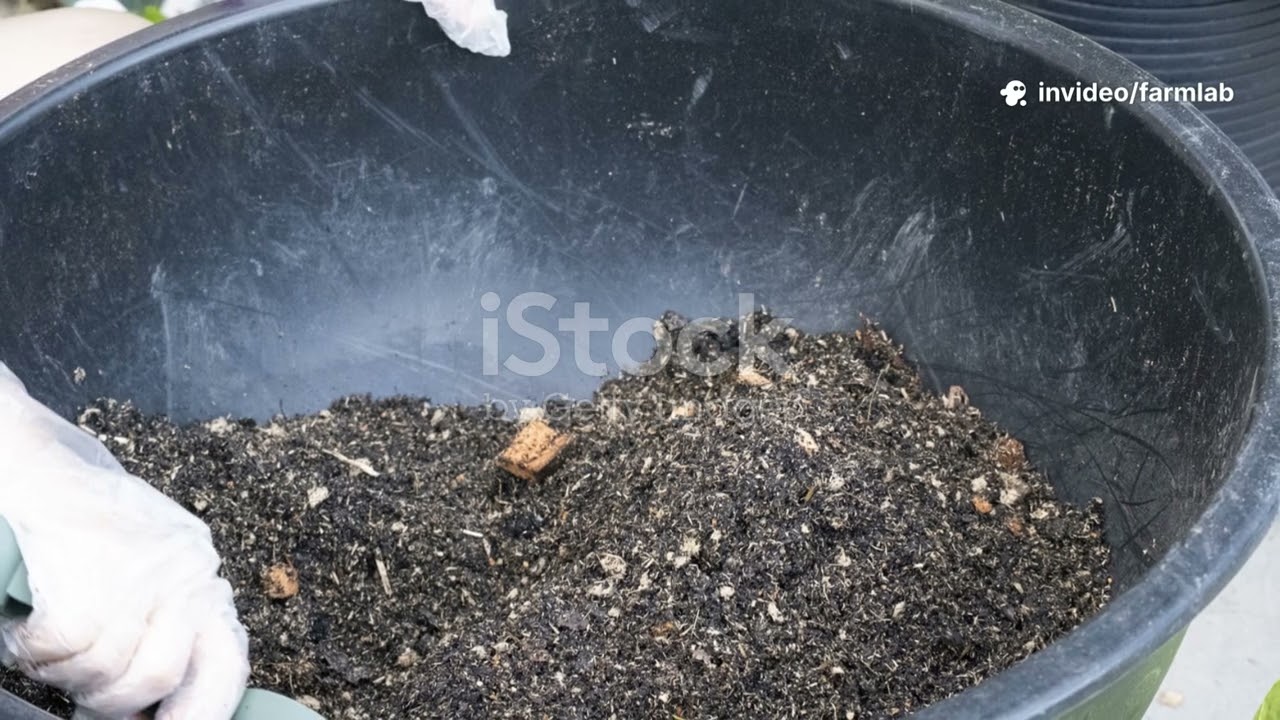 The Rice Water Fermentation Trick That Supercharges Garden Fungi