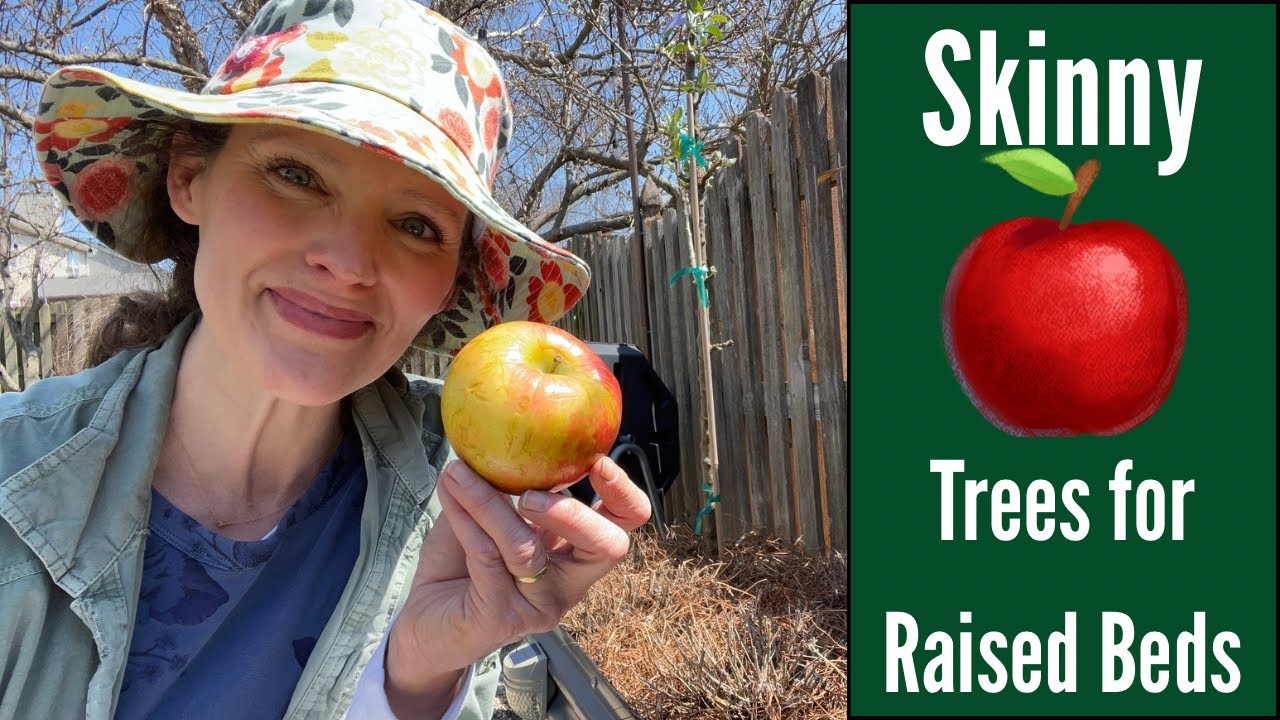 Planting Fruit Snacks Apple Trees in Raised Beds