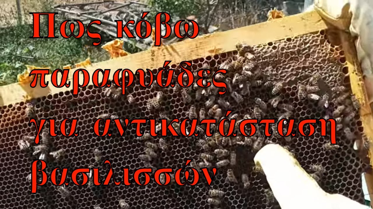 Πως κόβω παραφυάδες για αντικατάσταση βασιλισσών