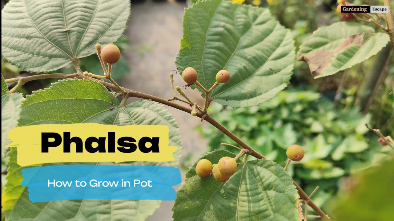 How to Grow Phalsa in Pot | Grewia Asiatica | Fruit Plant in Container